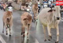 વલસાડમાં મટકી ફોડ કાર્યક્રમ દરમિયાન અફરાતફરી..તિથલ રોડ પર દોડધામ મચી..