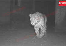 ચીખલીના ઘેજ ગામના ગોડાઉન પીએચસી સેન્ટર પાસે રાત્રિના સમયે દીપડો દેખાતા ગામમાં ભયનો માહોલ..