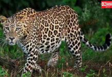 ચીખલીના તલાવચોરા અને સુપા ગામમાં દીપડો દેખાયો..લોકોમાં ભયનો માહોલ