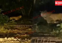 વલસાડના ગુંદલાવના આશા તળાવ ફળિયામાં દીપડો નજરે પડતાં લોકો ભયભીત…