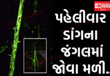 દક્ષિણ ભારતમાં દેખાતી અનોખી બાયોલ્યુમિનેશન ફંગસ પહેલીવાર ડાંગના જંગલમાં જોવા મળી…
