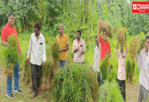 વાંસદામાં પશુપાલકો અને ચાર કાપી રોજગારી મેળવતાં આદિવાસી લોકો માટે “ચારનો સ્ટોલ” ઉભો કરી સેતુ બનતા બિપીનભાઈ માહલા