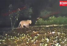 વાંસદાના દત્ત કોમ્પલેક્ષ પાસે રાત્રે લટાર મારતો દીપડો નજરે પડતાં લોકોમાં ભયનો માહોલ ફેલાયો