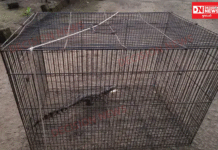 અંકલેશ્વર GIDCના રિઝર્વર તળાવમાંથી મગરનું બચ્ચું પકડાયું..વન વિભાગ દ્વારા કાર્યવાહી હાથ ધરાઈ..