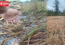 કમોસમી વરસાદે આદિવાસી ખેડૂતોને રડાવ્યા.. ઉભો અને કાપણી કરી સુકાવવા મુકેલો ડાંગરનો પાક પલળી ઉગી નીકળ્યો..