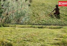 કમોસમી વરસાદમાં ડેડીયાપાડામાં તૈયાર પાકને પાણીમાં થયો ગરકાવ; આદિવાસી ખેડૂતો આર્થિક સંકટમાં