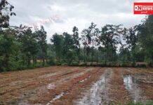 રાજ્યના અનેક જિલ્લામાં કમોસમી વરસાદથી ડાંગરના તૈયાર પાકને વ્યાપક નુકસાન, ખેડૂતોની હાલત કફોડી..