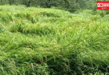 વલસાડ, ઉમરગામ અને કપરાડા તાલુકાના 23 ગામોમાં 86 ખેડૂતોની 40.90 હેક્ટર ડાંગર, 7 હેક્ટર આંબાવાડીને નુકસાન