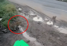 વાંસદા તાલુકામાં સ્ટેટ હાઇવે ક્રોસ કરતા એક દીપડા CCTV કેમેરામાં કેદ..