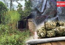 નાનાપોંઢાના વડખંભા ગામના ખેતરમાં ગાંજાની ખેતી, એક યુવક 25 છોડ સાથે ઝડપાયો.. ગામડે ગામડે ગાંજાનું વેચાણ: લોકો