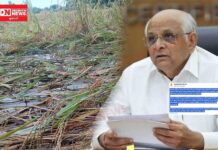 CM ભુપેન્દ્ર પટેલે કમોસમી વરસાદને કારણે નુકશાન વેઠી રહેલા ખેડૂતોને શું આપ્યું આશ્વાશન..