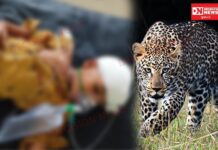 10 વર્ષનું બાળક ખેતરની બાજુમાં રમી રહ્યું હતું ત્યારે દીપડાએ કર્યો હુમલો, બાળકનું સારવાર સમયે થયું મૃત્યુ