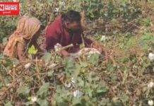 આદિવાસી ખેડૂતનો તૈયાર કપાસ રાતોરાત કાપી નંખાયો.. પંથકમાં લોકઆક્રોશ