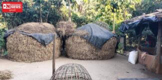 આગણાંમાં ધાનના ઢગલા એ જ મહેનતનું ફળ છે જે આખું વર્ષ આદિવાસી ખેડૂતના પરસેવાથી સિંચાયેલું છે..