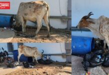 વાંસદામાં ‘શિવમ પ્રાઇવેટ હોસ્પિટલ’ની ગંભીર બેદરકારી, દર્દીઓ પર ઊચા ભાવની વસૂલાત પણ ‘વેસ્ટ કચરો ગાય ખાય છે’ !