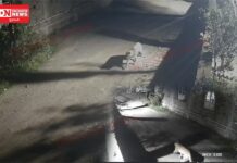 ખેરગામમા શાંતિનગર સોસાયટીમા દિપડો દેખાતા સ્થાનિકોમાં ભયનો માહોલ. છાંયડો હોસ્પિટલના CCTV માં દિપડો થયો કેદ