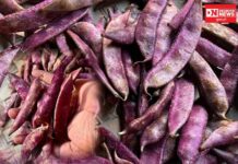 દક્ષિણ ગુજરાતના આદિવાસી વિસ્તારોની અમૂલ્ય ખોરાકની અસલી ધરોહર: લાલ પાપડી..