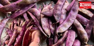 દક્ષિણ ગુજરાતના આદિવાસી વિસ્તારોની અમૂલ્ય ખોરાકની અસલી ધરોહર: લાલ પાપડી..