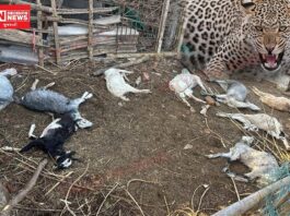 દીપડાએ નવસારીના વણગામમાં 10 બકરા બકરીનું મારણ કર્યું, વન વિભાગે પાંજરુ ગોઠવવાની તજવીજ શરૂ કરી..