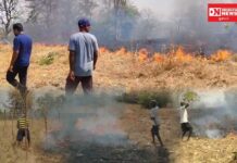 કપરાડાના રોહિયાળ તલાટમાં વીજ લાઇનમાંથી તણખલાં પડતા ભીષણ આગ: ખેડૂતોના આંબા અને શાકભાજીના માંડવા બળીને ખાખ