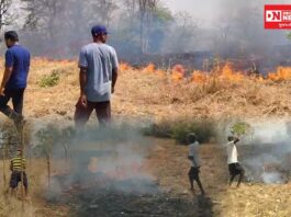 કપરાડાના રોહિયાળ તલાટમાં વીજ લાઇનમાંથી તણખલાં પડતા ભીષણ આગ: ખેડૂતોના આંબા અને શાકભાજીના માંડવા બળીને ખાખ