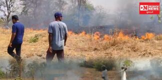 કપરાડાના રોહિયાળ તલાટમાં વીજ લાઇનમાંથી તણખલાં પડતા ભીષણ આગ: ખેડૂતોના આંબા અને શાકભાજીના માંડવા બળીને ખાખ