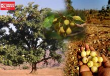 મહુડાનું વૃક્ષ એટલે આદિવાસીઓનું જીવન વૃક્ષ..