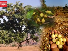 મહુડાનું વૃક્ષ એટલે આદિવાસીઓનું જીવન વૃક્ષ..