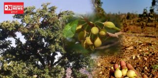 મહુડાનું વૃક્ષ એટલે આદિવાસીઓનું જીવન વૃક્ષ..