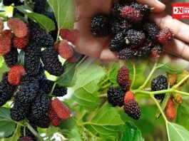 ઉનાળાની શરૂઆત સાથે દક્ષિણ ગુજરાતમાં મળતું કુદરતી ફળ શેતુર: શું છે ફાયદા જાણો