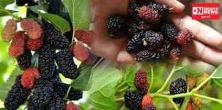 ઉનાળાની શરૂઆત સાથે દક્ષિણ ગુજરાતમાં મળતું કુદરતી ફળ શેતુર: શું છે ફાયદા જાણો