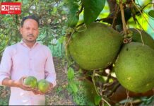 વિટામિન-સીનો ખજાનો ‘પપનસ’થી તૈયાર થાય છે સ્વાદિષ્ટ અથાણું; તાપીના ખેડૂત અતુલભાઈની અનોખી પહેલ