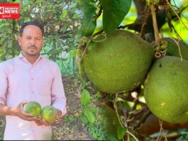 વિટામિન-સીનો ખજાનો ‘પપનસ’થી તૈયાર થાય છે સ્વાદિષ્ટ અથાણું; તાપીના ખેડૂત અતુલભાઈની અનોખી પહેલ