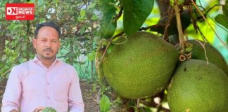 વિટામિન-સીનો ખજાનો ‘પપનસ’થી તૈયાર થાય છે સ્વાદિષ્ટ અથાણું; તાપીના ખેડૂત અતુલભાઈની અનોખી પહેલ