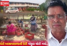 ખેરગામ ગૌરી આશ્રમશાળાની કેરી ‘ગોકુલ પટેલ’ ચોરી ગયો: નિવૃત્ત આચાર્ય અને તેમની પત્ની સામે ટ્રસ્ટની ફરિયાદ