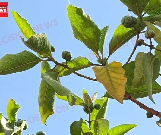 ‘આન’ અથવા ‘નોની’: આદિવાસી પૂર્વજોનું સદીઓ જૂનું ઔષધ જે આજે વિશ્વને આશ્ચર્યમાં મૂકે છે