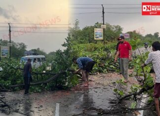 પારડી-નાશિક હાઈવે પર વિશાળ વડનું ઝાડ પડતાં ટ્રાફિક થંભ્યો, BJYM પારડી પ્રમુખ, R&B અને વન વિભાગની ત્વરિત કાર્યવાહીથી રસ્તો ખુલ્યો