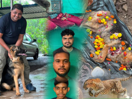 વફાદારીનું અજોડ ઉદાહરણ: દીપડા સાથે લડીને ડો. વિશાલના કામદારોનો જીવ બચાવનાર શ્વાન ‘નેક્ટર’નું બલિદાન અવિસ્મરણીય
