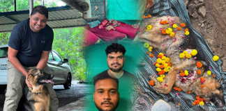 વફાદારીનું અજોડ ઉદાહરણ: દીપડા સાથે લડીને ડો. વિશાલના કામદારોનો જીવ બચાવનાર શ્વાન ‘નેક્ટર’નું બલિદાન અવિસ્મરણીય