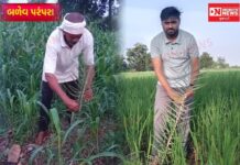 બળેવ પરંપરા: જમીનના માલિકી હક્કથી લઈને પાકના રક્ષણ સુધી, ખેતરોમાં ‘મહય’ (ખૂંટ) રોપવાની અનોખી ઐતિહાસિક લોકરીત