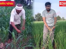 બળેવ પરંપરા: જમીનના માલિકી હક્કથી લઈને પાકના રક્ષણ સુધી, ખેતરોમાં ‘મહય’ (ખૂંટ) રોપવાની અનોખી ઐતિહાસિક લોકરીત