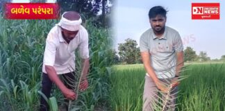 બળેવ પરંપરા: જમીનના માલિકી હક્કથી લઈને પાકના રક્ષણ સુધી, ખેતરોમાં ‘મહય’ (ખૂંટ) રોપવાની અનોખી ઐતિહાસિક લોકરીત